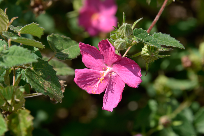 Rock Rose is a Texas native that has a pretty flower; rose or rose pink with a white pistil and bright yellow stamens. Pavonia lasiopetala 